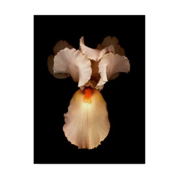Susan S. Barmon 'Peach Iris 2' Canvas Art, 35x47, Trademark Fine Art, Mfr#: ALI34509-C3547GG